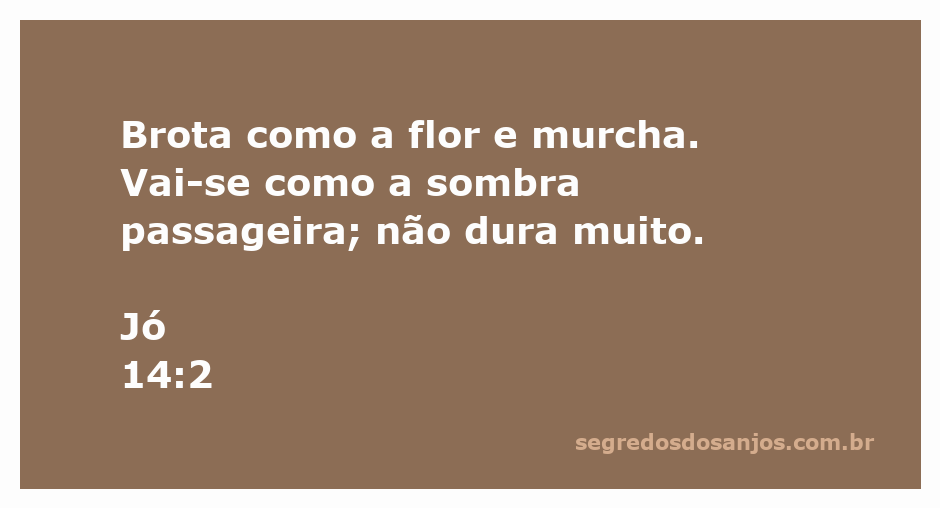 Imagem representativa da passagem bíblica Jó 14:2, mostrando uma flor murchando sob a luz do sol.