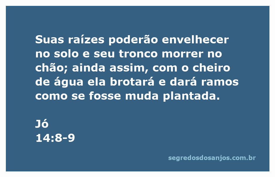 Imagem de uma árvore brotando com folhas verdes ao redor de raízes secas, simbolizando esperança e renovação.
