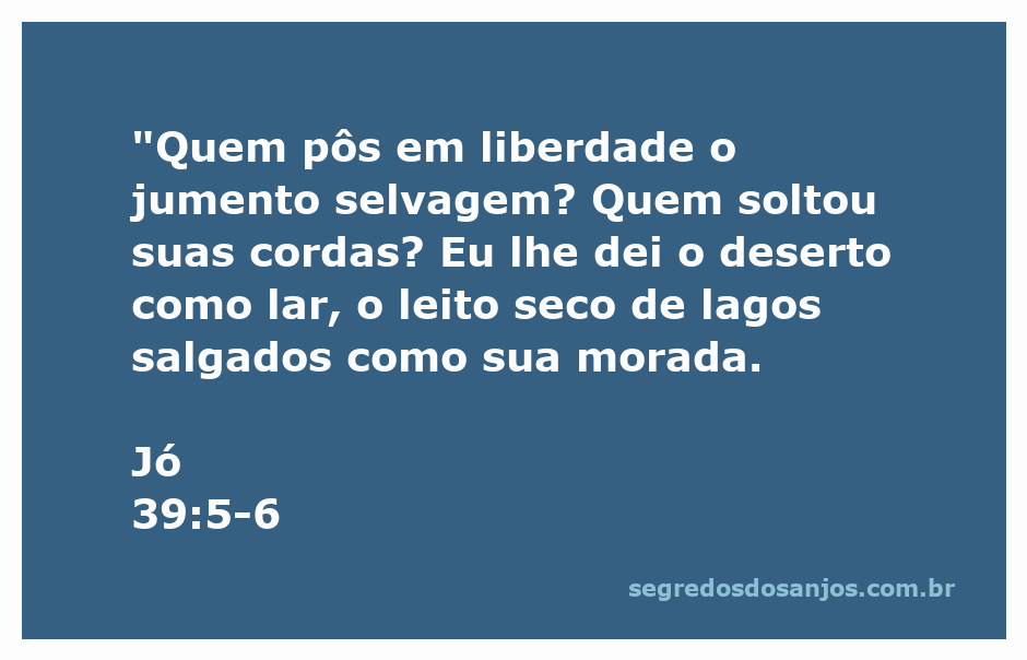 Imagem de um jumento selvagem em um deserto, simbolizando a liberdade e a criação divina.