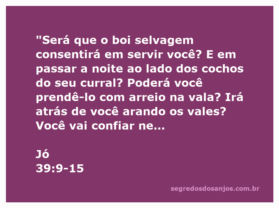 Imagem ilustrativa do boi selvagem e da avestruz, simbolizando a força e a despreocupação na natureza conforme descrito em Jó 39:9-15.