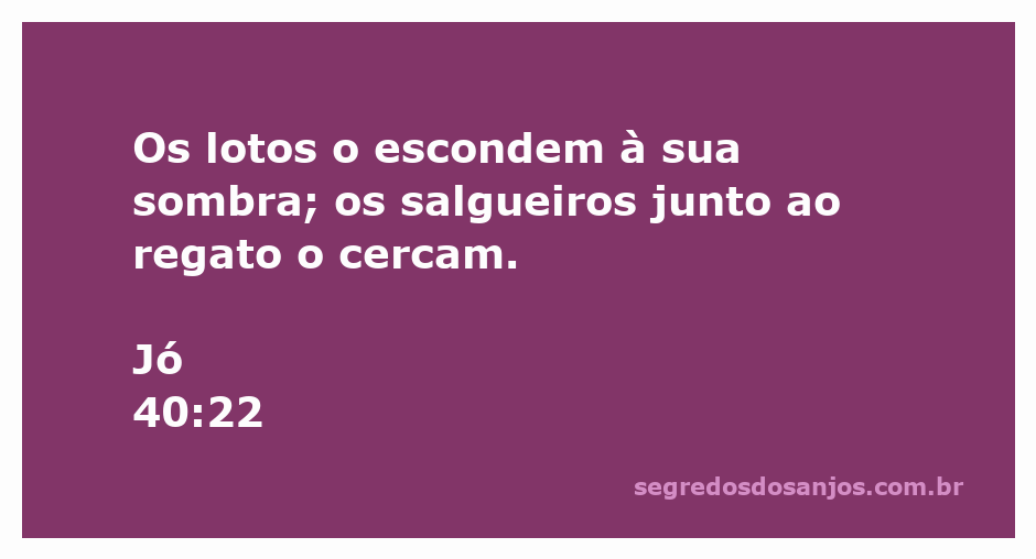 Uma cena serena de um lago cercado por lotos e salgueiros, representando a passagem bíblica de Jó 40:22.