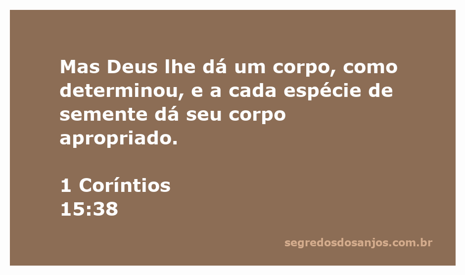 Imagem ilustrativa de sementes e plantas representando a criação divina