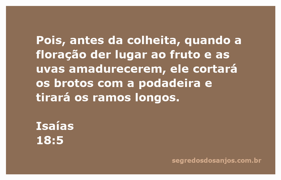 Imagem ilustrativa da colheita de uvas, mostrando a poda dos ramos antes da colheita, representando a passagem de Isaías 18:5.