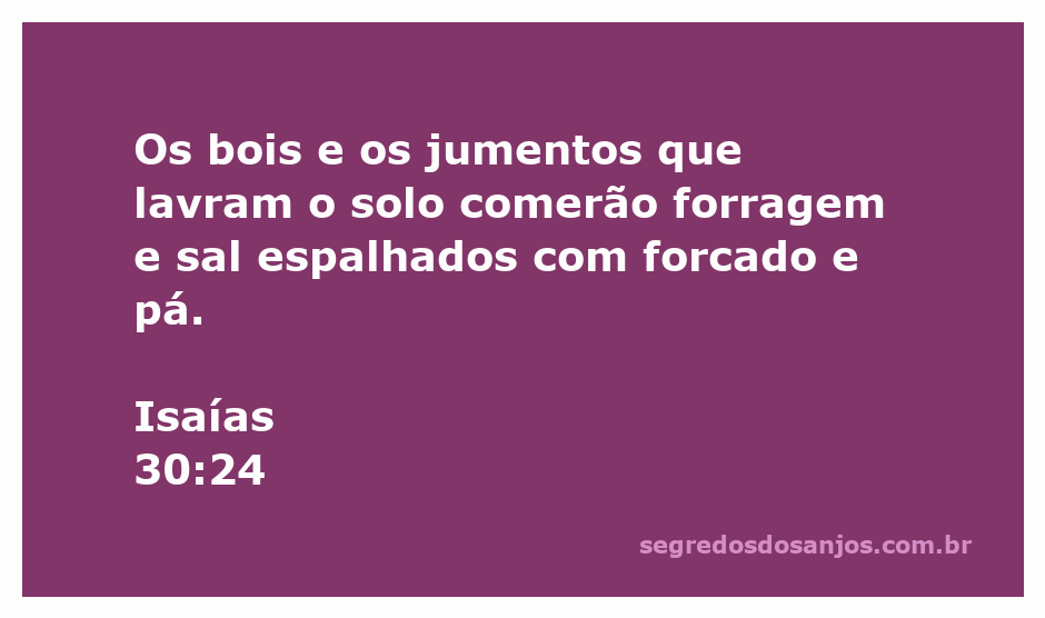 Bois e jumentos pastando em um campo com forragem e sal