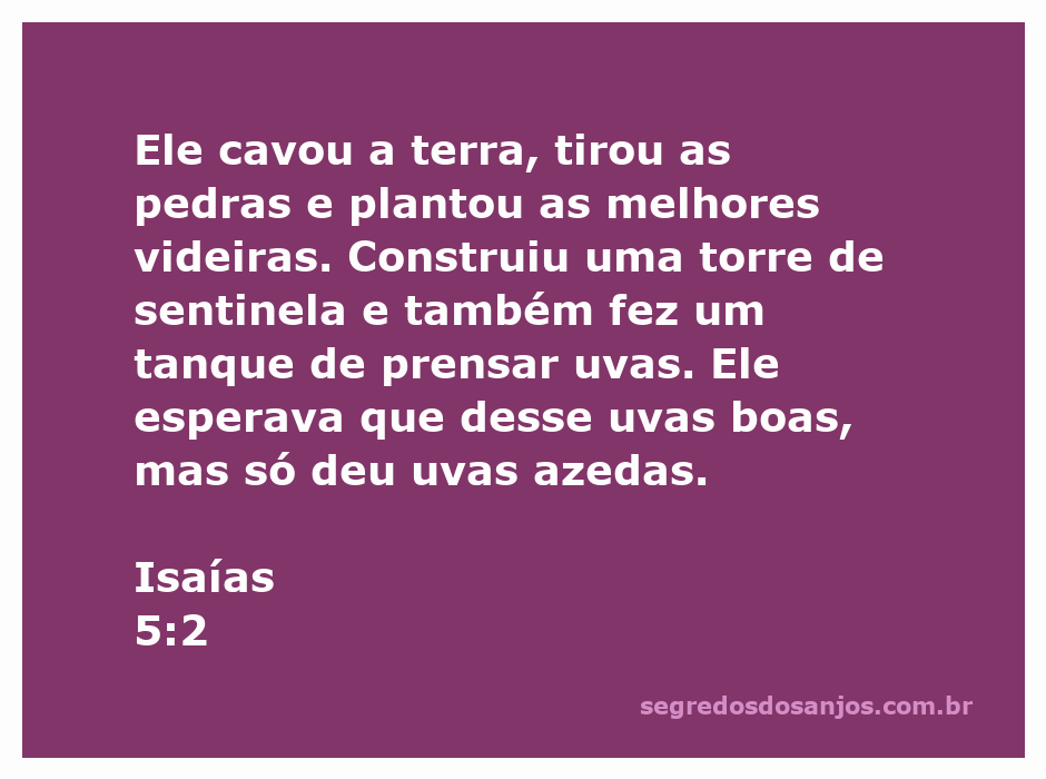 Ilustração de um vinhedo com uma torre de sentinela e um tanque de prensar uvas, simbolizando a parábola de Isaías 5:2.
