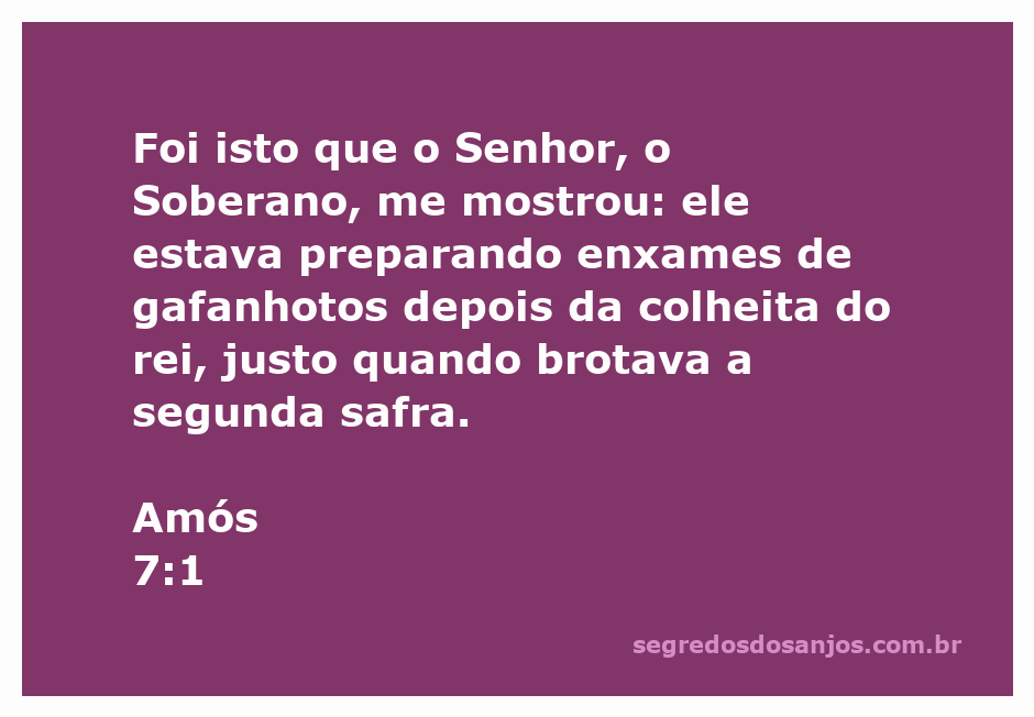 Imagem de gafanhotos simbolizando a visão de Amós sobre a destruição após a colheita.