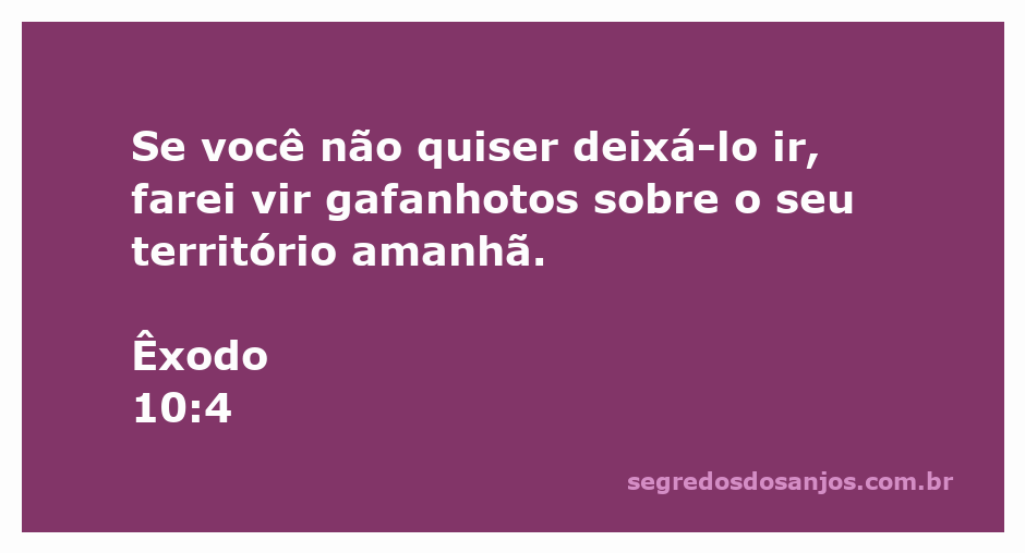 Imagem de gafanhotos simbolizando a praga enviada ao Egito conforme Êxodo 10:4.