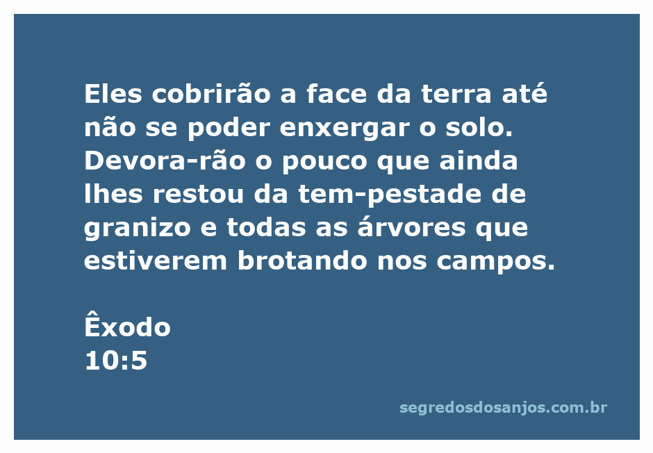Imagem representando a praga das langostas que cobriram a terra, conforme Êxodo 10:5.