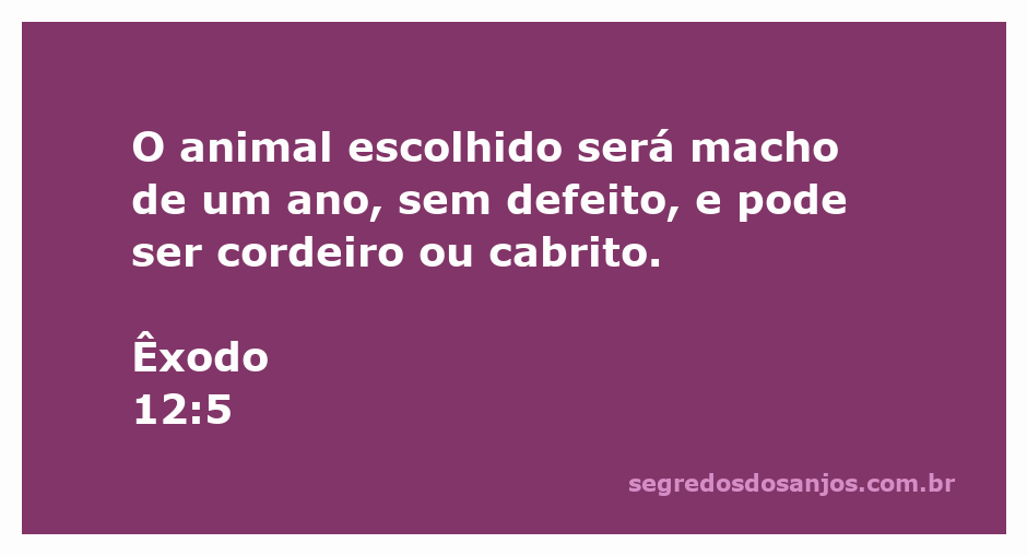 Cordeiro macho de um ano, simbolizando o sacrifício exigido em Êxodo 12:5.