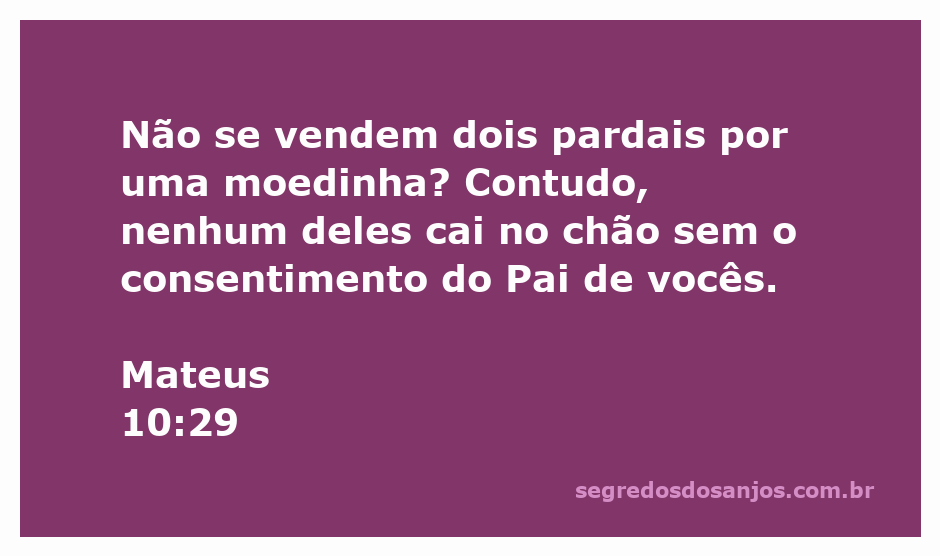 Imagem de pardais simbolizando a proteção divina e o cuidado de Deus sobre suas criaturas.