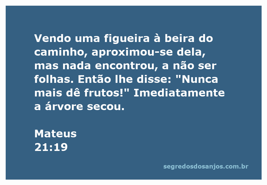 Imagem de uma figueira seca com folhas, simbolizando a passagem de Mateus 21:19.