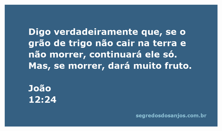 Uma espiga de trigo em um campo, simbolizando a transformação e o crescimento espiritual.