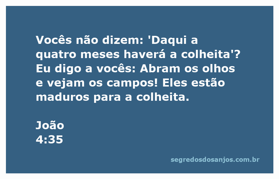 Imagem de campos dourados prontos para a colheita sob um céu claro, simbolizando a mensagem de urgência e percepção espiritual do versículo João 4:35.