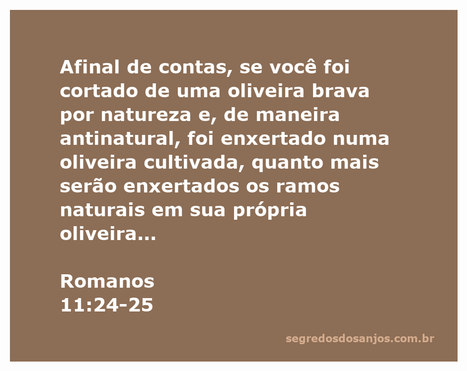 Ilustração simbólica de ramos de oliveira representando a união entre gentios e Israel conforme Romanos 11:24-25.