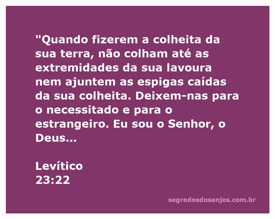 Imagem representativa da colheita agrícola com destaque para as extremidades deixadas para os necessitados, ilustrando Levítico 23:22.