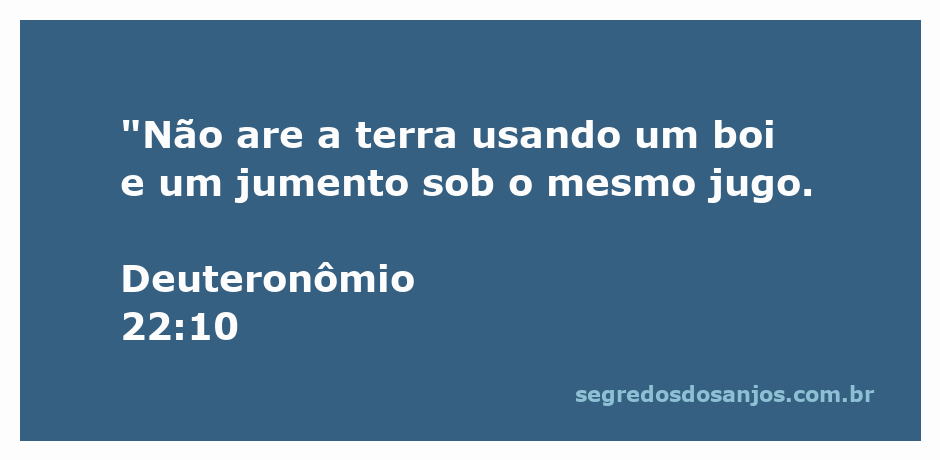 Imagem de um boi e um jumento juntos sob um jugo, representando a proibição de Deuteronômio 22:10.