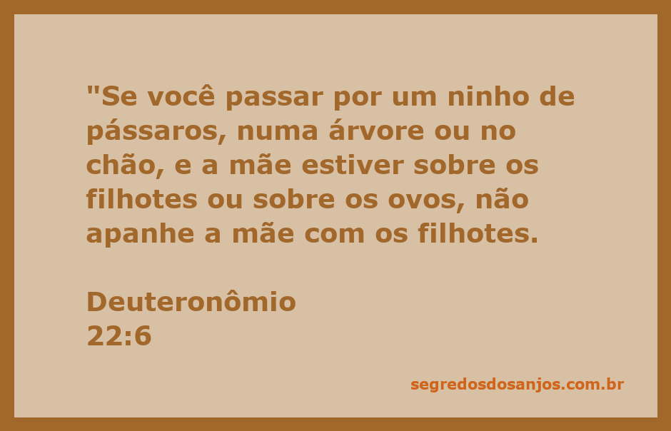 Imagem de um ninho de pássaros com a mãe sobre os filhotes e ovos, simbolizando proteção e cuidado na natureza.