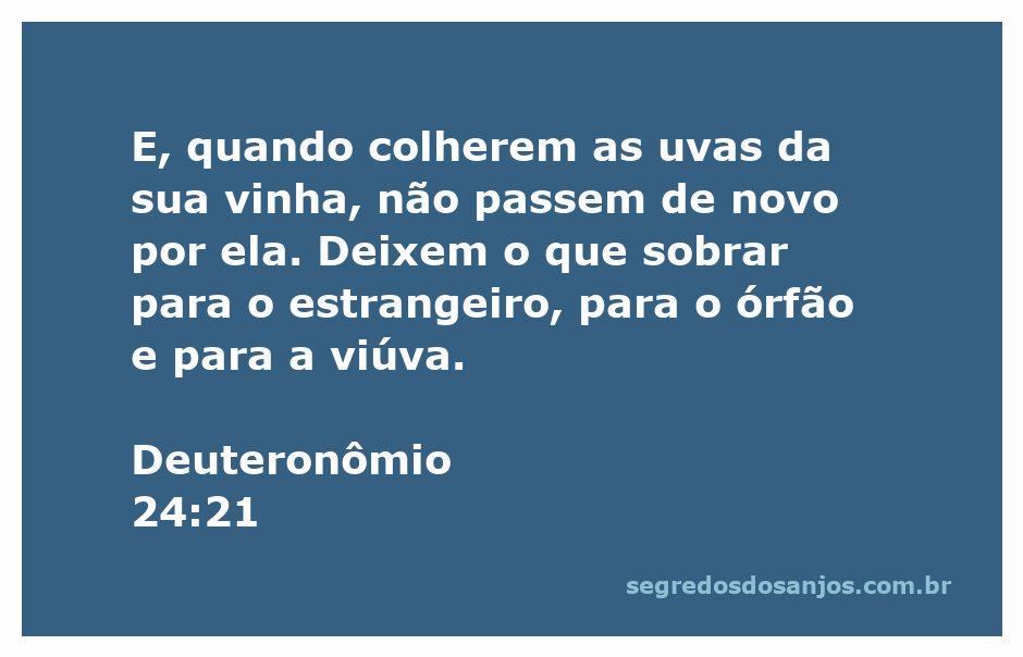 Uma imagem de uma vinha com uvas maduras e um campo ao fundo, simbolizando a colheita e a generosidade.